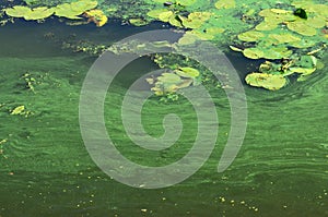 The surface of an old swamp covered with duckweed and lily leaves