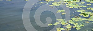 The surface of an old swamp covered with duckweed and lily leaves