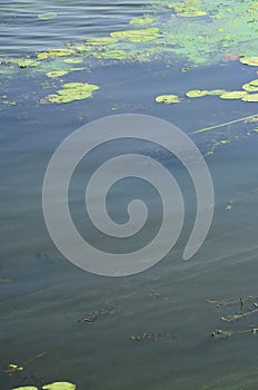 The surface of an old swamp covered with duckweed and lily leaves