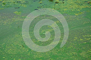 The surface of an old swamp covered with duckweed and lily leaves