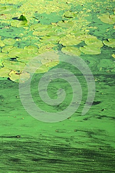 The surface of an old swamp covered with duckweed and lily leaves