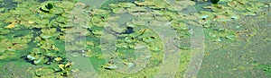 The surface of an old swamp covered with duckweed and lily leaves