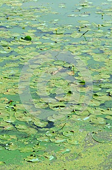 The surface of an old swamp covered with duckweed and lily leaves