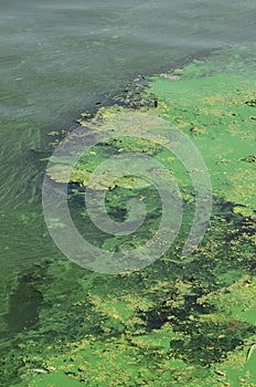 The surface of an old swamp covered with duckweed and lily leaves