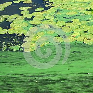 The surface of an old swamp covered with duckweed and lily leaves