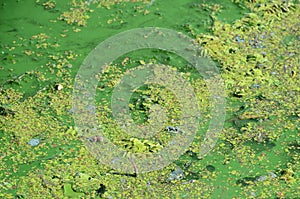 The surface of an old swamp covered with duckweed and lily leaves