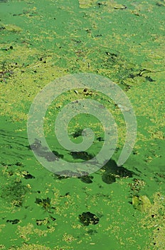 The surface of an old swamp covered with duckweed and lily leaves