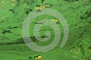 The surface of an old swamp covered with duckweed and lily leaves