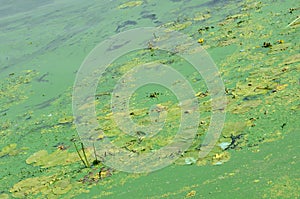 The surface of an old swamp covered with duckweed and lily leaves