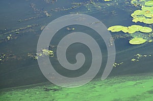 The surface of an old swamp covered with duckweed and lily leaves