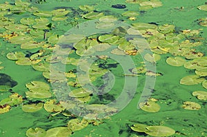 The surface of an old swamp covered with duckweed and lily leaves