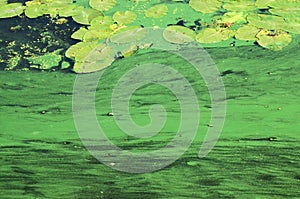 The surface of an old swamp covered with duckweed and lily leaves