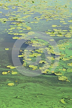 The surface of an old swamp covered with duckweed and lily leaves