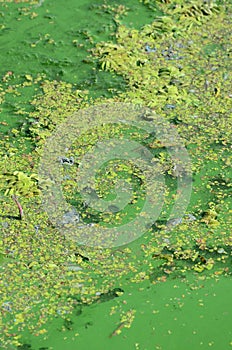 The surface of an old swamp covered with duckweed and lily leaves