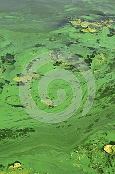 The surface of an old swamp covered with duckweed and lily leaves