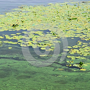 The surface of an old swamp covered with duckweed and lily leaves