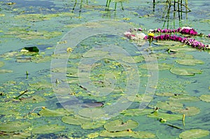 The surface of an old swamp covered with duckweed and lily leaves