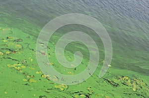 The surface of an old swamp covered with duckweed and lily leaves