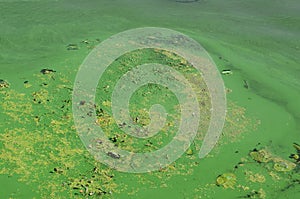 The surface of an old swamp covered with duckweed and lily leaves