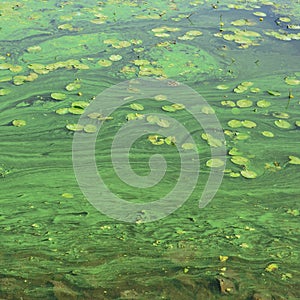 The surface of an old swamp covered with duckweed and lily leaves