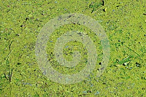 The surface of an old swamp covered with duckweed and lily leaves