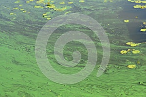 The surface of an old swamp covered with duckweed and lily leaves