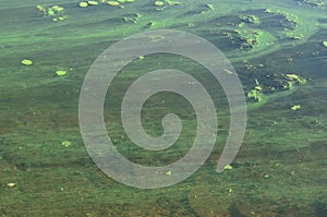 The surface of an old swamp covered with duckweed and lily leaves