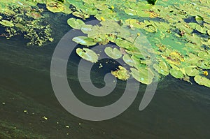 The surface of an old swamp covered with duckweed and lily leaves