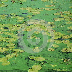 The surface of an old swamp covered with duckweed and lily leaves