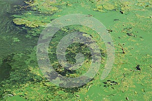 The surface of an old swamp covered with duckweed and lily leaves