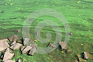 The surface of an old swamp covered with duckweed and lily leaves