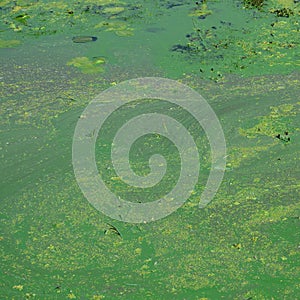 The surface of an old swamp covered with duckweed and lily leaves