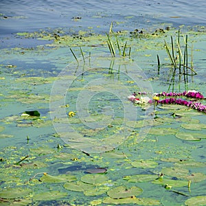 The surface of an old swamp covered with duckweed and lily leaves