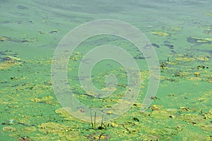 The surface of an old swamp covered with duckweed and lily leaves