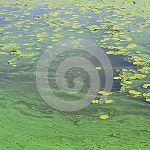 The surface of an old swamp covered with duckweed and lily leaves