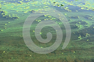 The surface of an old swamp covered with duckweed and lily leaves