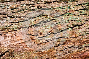 Surface of old tree bark, embossed texture