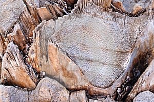 The surface of a palm tree trunk, closeup, the rough texture of brown tropical palm tree bark, natural background