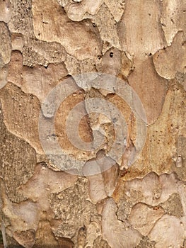 Surface and pattern of trees