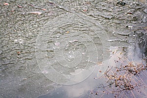Surface of pond covered with melting ice