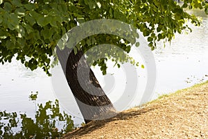 Surface of a pond with leaning linden tree branches