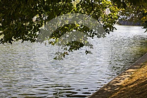 Surface of a pond with leaning linden tree branches, natural landscape