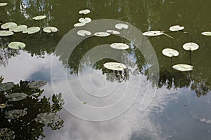 The surface of the pond and lots of beautiful water lilies.