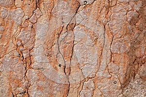 The surface of red nodular limestone