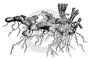 Surface Rhizomes of German Iris vintage illustration