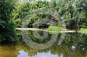 The surface of the river in the shade of forest trees