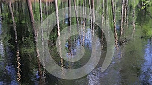 Surface of river water with bright reflection of trunks of taiga pines