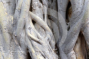 The surface of the roots of the Bodhi tree is crowded disorderly