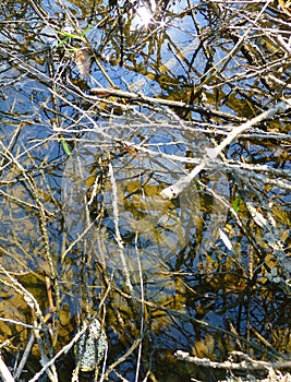 Surface of shallow water covered with branches and plants