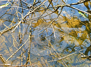 Surface of shallow water covered with plants and branches